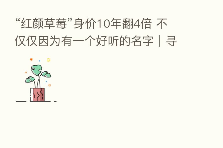 “红颜草莓”身价10年翻4倍 不仅仅因为有一个好听的名字｜寻找中国果王