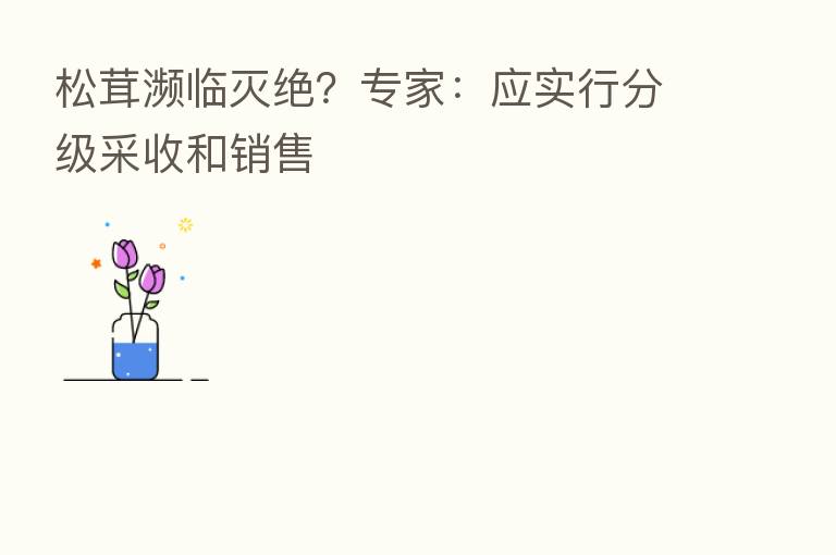 松茸濒临灭绝?专家:应实行分级采收和销售