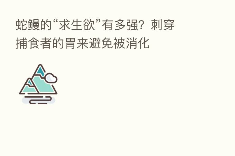 蛇鳗的“求生欲”有多强?刺穿捕食者的胃来避免被消化