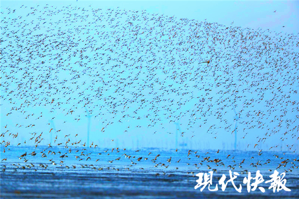 壮观！南通如东660亩高潮位栖息地迎来越冬候鸟