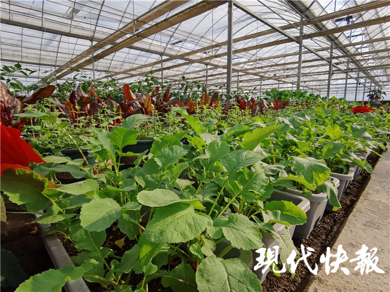 蔬菜界“时尚宠儿”近万盆！中国·江苏种博会等你打卡