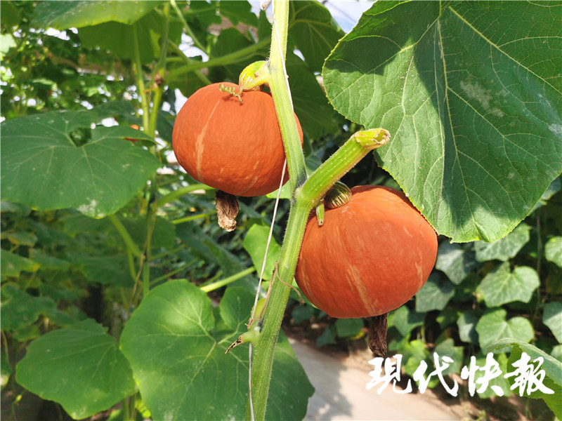 蔬菜界“时尚宠儿”近万盆！中国·江苏种博会等你打卡
