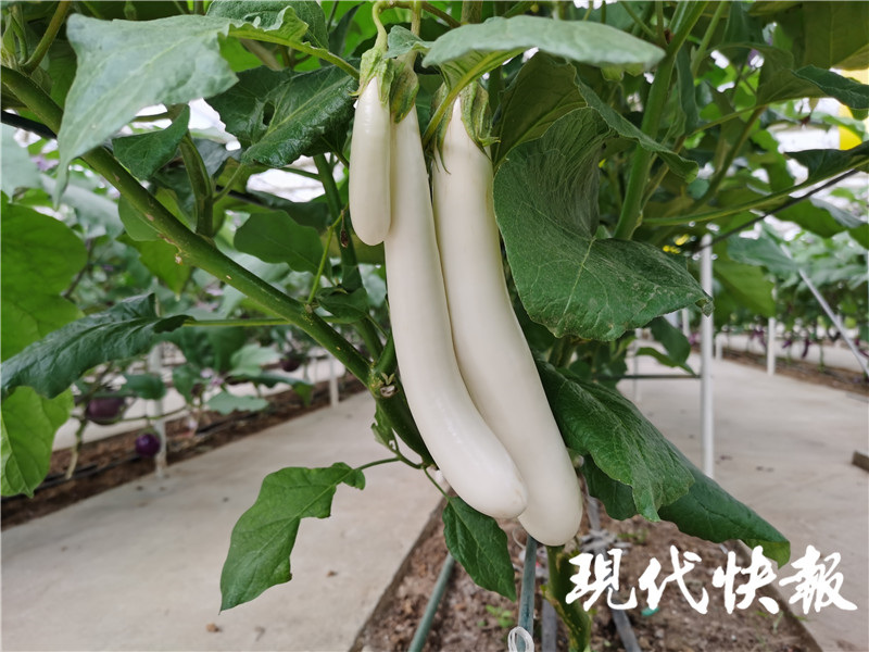 蔬菜界“时尚宠儿”近万盆！中国·江苏种博会等你打卡