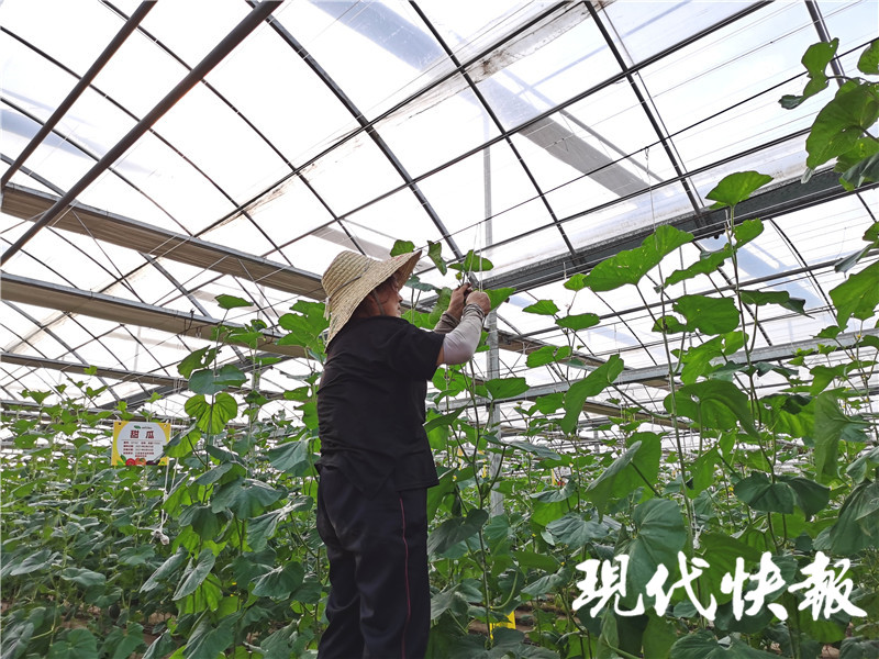 蔬菜界“时尚宠儿”近万盆！中国·江苏种博会等你打卡