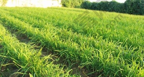 股市中割韭菜是什么意思,割韭菜的方式有哪些