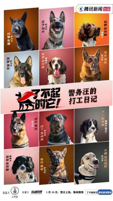 警犬微纪录片《了不起的它》今日上线 用纪录致敬无言卫士