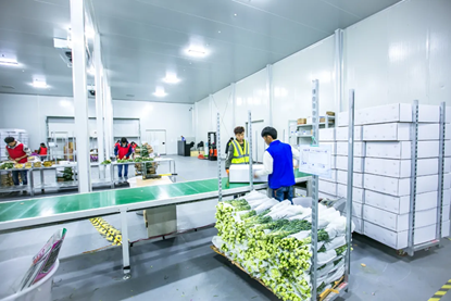 花点时间不断优化鲜花供应链 确保花材高品质