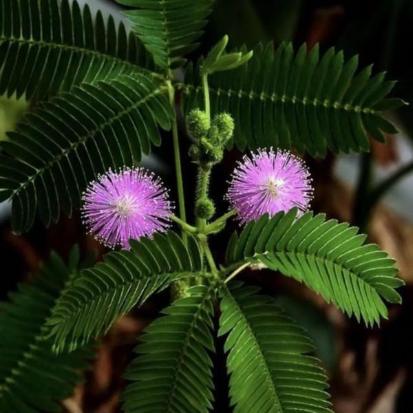 是花朵就要努力绽放:《人世间》的女性花语