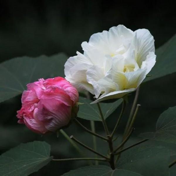 是花朵就要努力绽放:《人世间》的女性花语