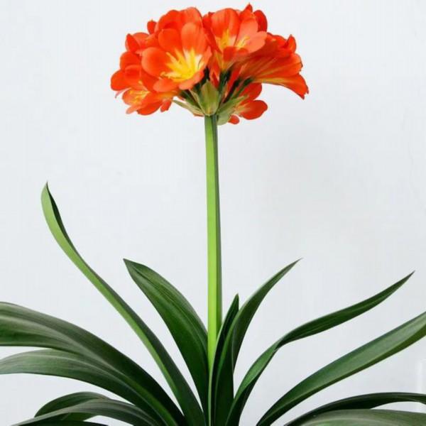 是花朵就要努力绽放:《人世间》的女性花语