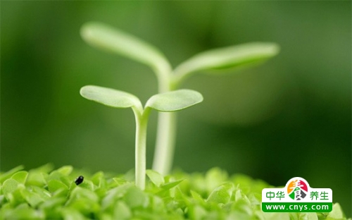 春天养生的秘密 让大量人了解