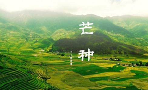 芒种之后健康养生 清补宜吃这八宝