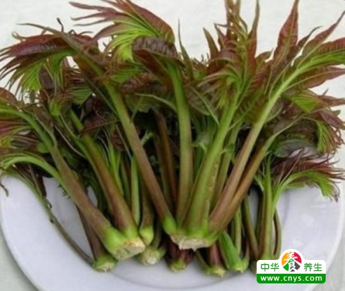 春天养生食疗 就该那么吃