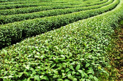 哪些茶叶对于肝脏的养肝护肝效果 好