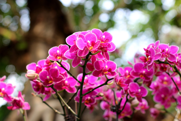 春暖花会开