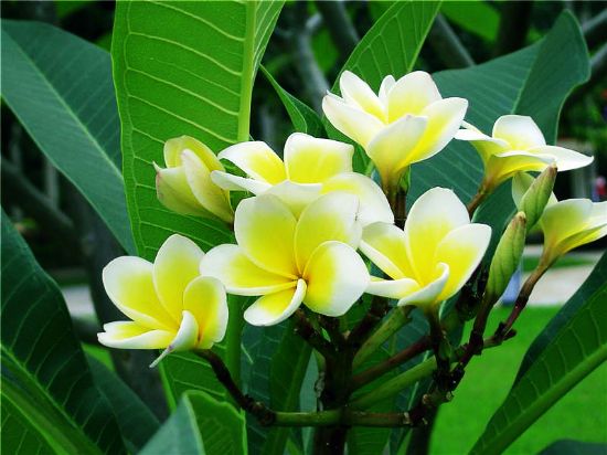 春暖花开当心虫咬性皮炎
