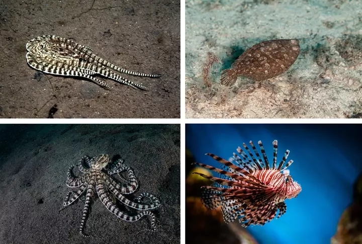 章鱼流蓝色的血？寿命只有1到2年 有神奇的伪装能力