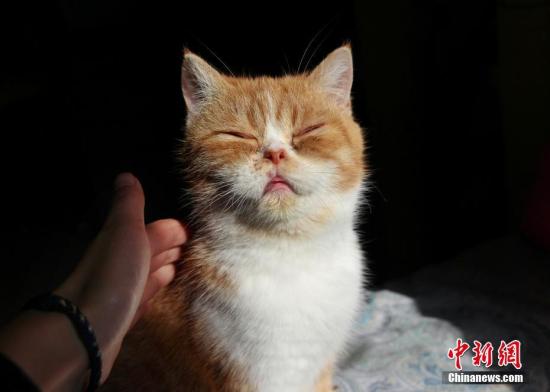 英国一65岁女性遭爱猫抓伤引发败血性休克险丧命