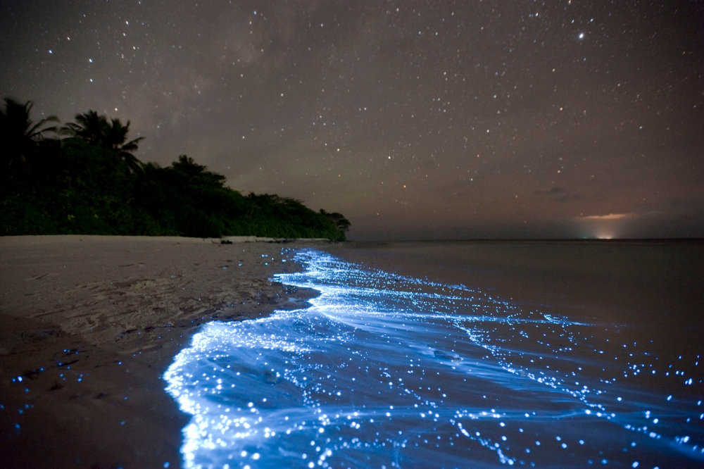 海里真的有幽灵吗?哪些海洋生物能发光?