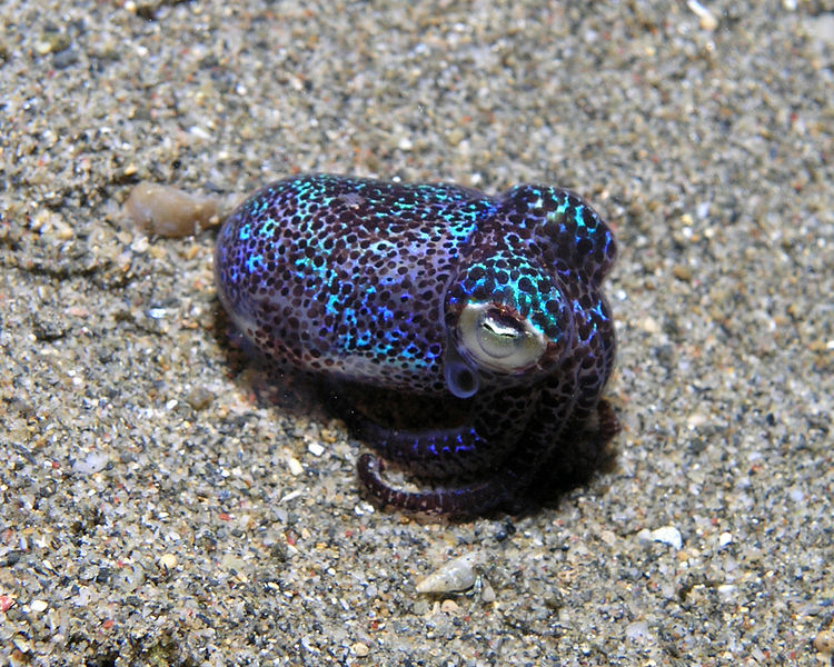 海里真的有幽灵吗？哪些海洋生物能发光？