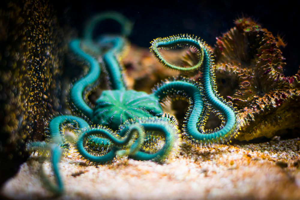 海里真的有幽灵吗？哪些海洋生物能发光？