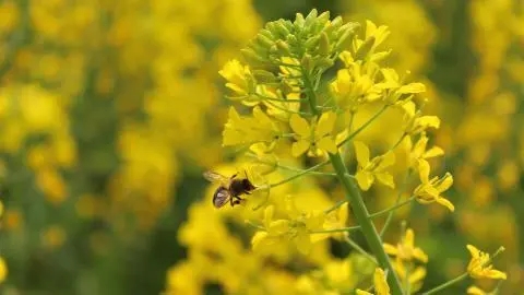 春季油菜花怎么吃