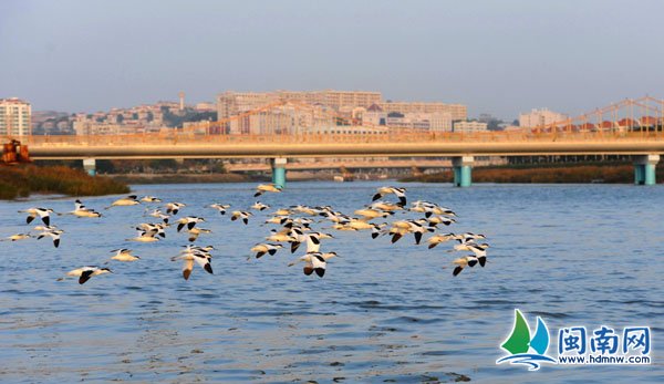 防控H7N9 泉州将重点监测七类区域鸟类