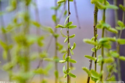 谷雨节气为何风大?气象分析师为你解疑答惑