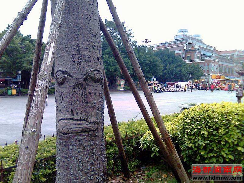 文庙的这棵树长得够囧么