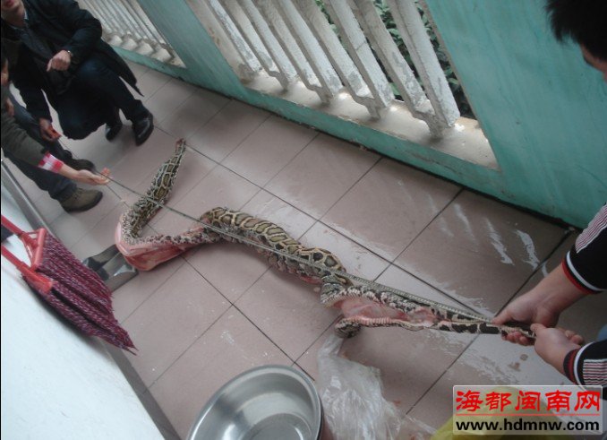 贩卖15公斤蟒蛇肉 南安一男子被刑拘