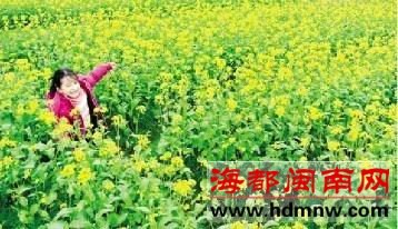 泉港樟脚 油菜花开春味浓