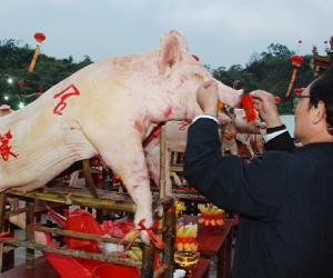 初九玉帝生日 送他76头猪羊