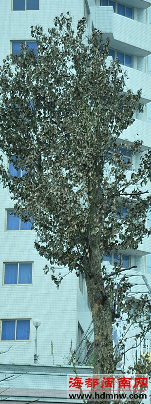市区刺桐路:刚种上的绿化树频飘枯叶