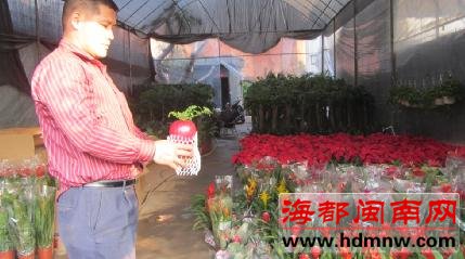 春节降至花市却遇“冷” 买者少价格不升反降