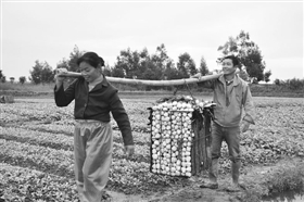 石狮玉湖农场附近多亩菜地被淹 现积水已排出